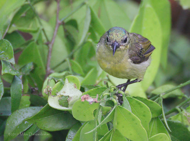 Collared Sunbird (Hedydipna collaris) photo