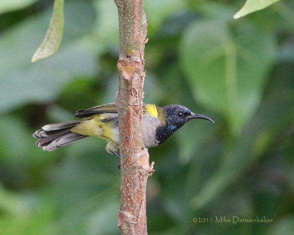 Reichenbach's Sunbird (Anabathmis reichenbachii) photo