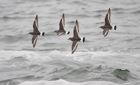 Surfbird (Aphriza virgata) photo image