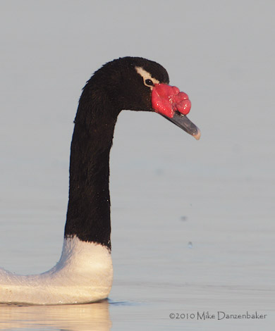 Black-necked Swan (Cygnus melanocorypha) photo