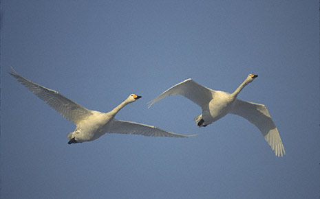 Whooper Swan (Cygnus cygnus) photo image