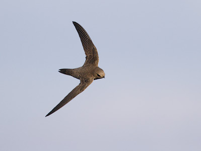 Alpine Swift (Apus melba) photo