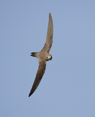 Alpine Swift (Apus melba) photo