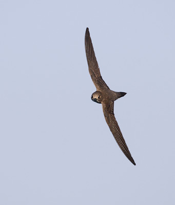 Alpine Swift (Apus melba) photo