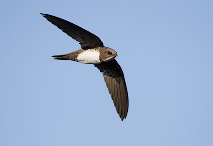 Alpine Swift (Apus melba) photo