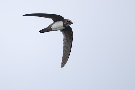 Alpine Swift (Apus melba) photo