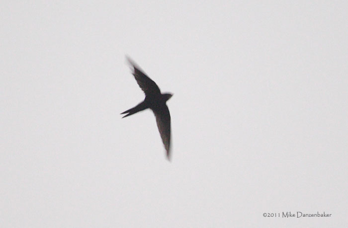 Bates's Swift (Apus batesi) photo