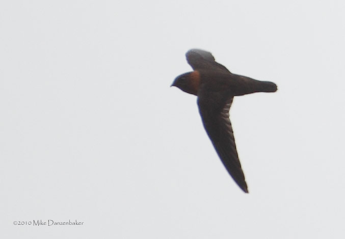 Chestnut-collared Swift (Cypseloides rutilus) photo