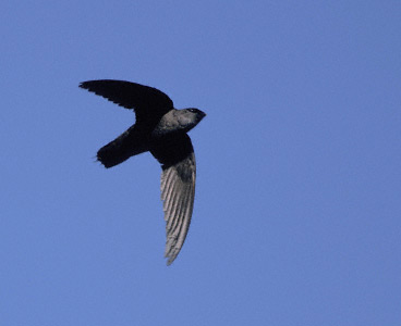 Chimney Swift (Chaetura pelagica) photo image