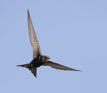 Common Swift (Apus apus) photo