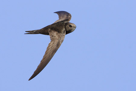 Common Swift (Apus apus) photo