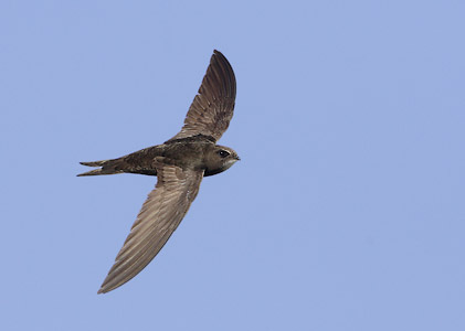 Common Swift (Apus apus) photo