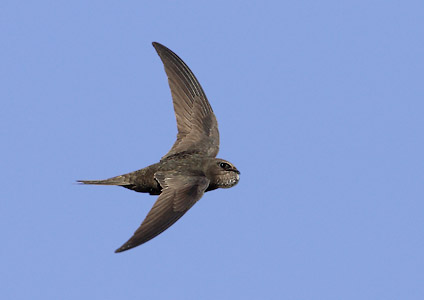 Common Swift (Apus apus) photo