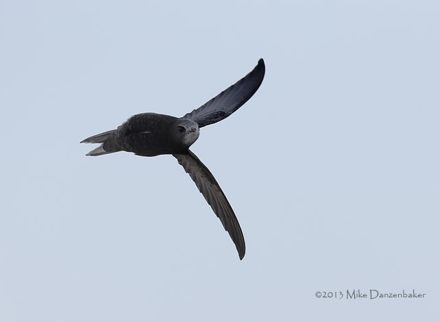Common Swift (Apus apus) photo