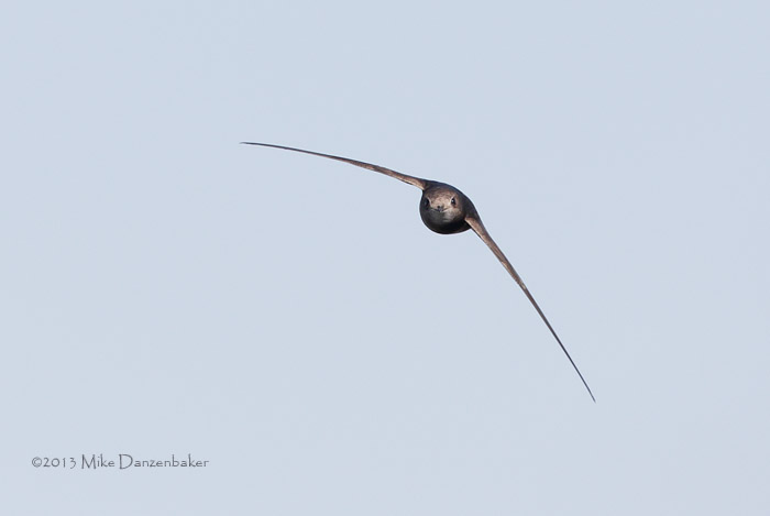 Common Swift (Apus apus) photo