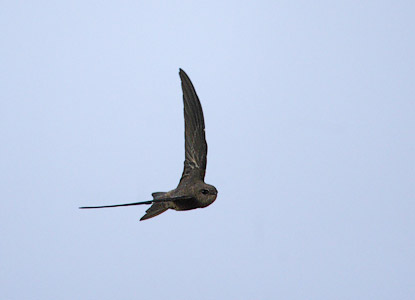 Cape Verde Swift (Apus alexandri) photo