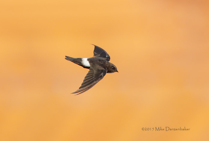 House Swift (Apus nipalensis) photo
