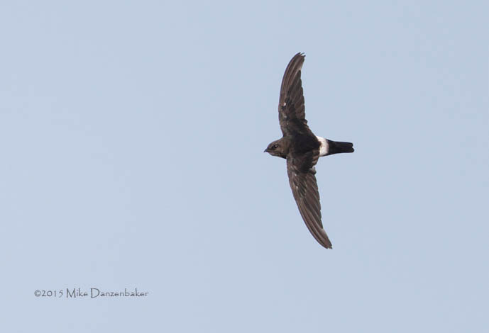 House Swift (Apus nipalensis) photo
