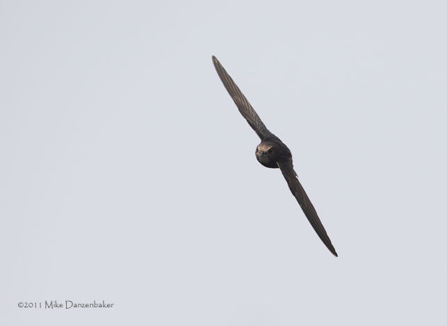 Little Swift (Apus affinis) photo