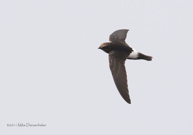 Little Swift (Apus affinis) photo