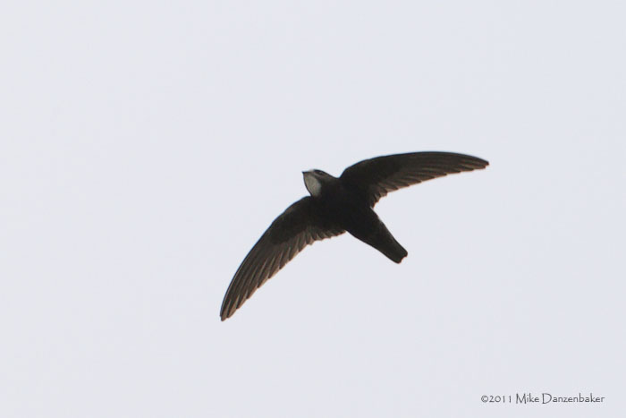 Little Swift (Apus affinis) photo
