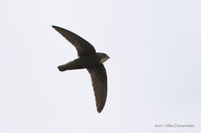 Little Swift (Apus affinis) photo