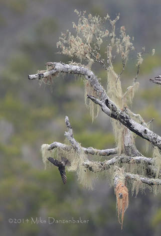 Mascarene Swiftlet (Aerodramus francicus) photo