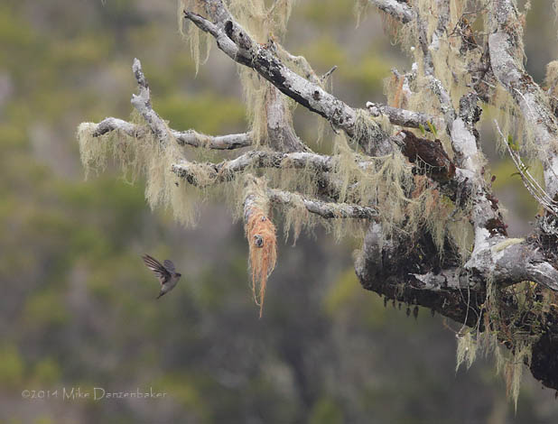 Mascarene Swiftlet (Aerodramus francicus) photo