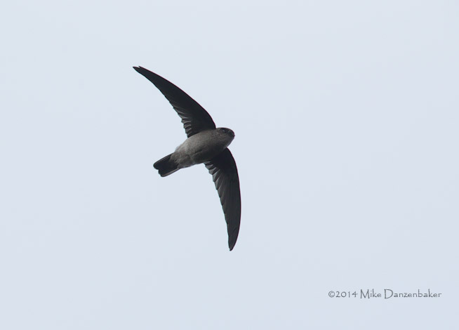 Mascarene Swiftlet (Aerodramus francicus) photo