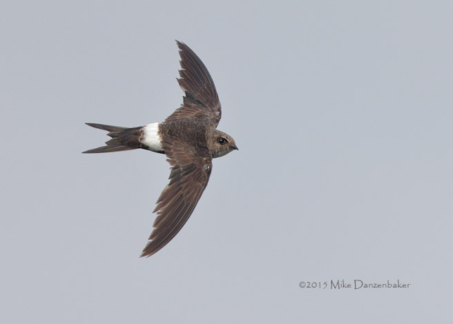 Pacific Swift (Apus pacificus) photo