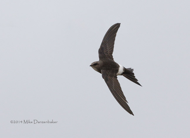 Pacific Swift (Apus pacificus) photo