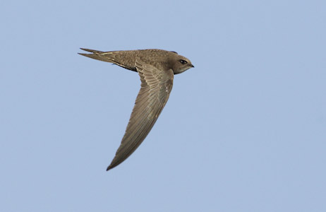 Pallid Swift (Apus pallida) photo