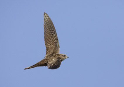 Pallid Swift (Apus pallida) photo