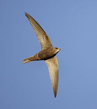Pallid Swift (Apus pallida) photo