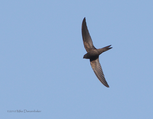 Plain Swift (Apus unicolor) photo