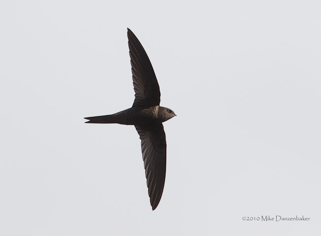 Plain Swift (Apus unicolor) photo