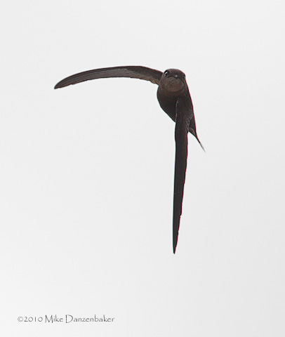 Plain Swift (Apus unicolor) photo