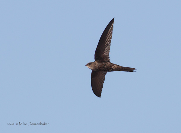 Plain Swift (Apus unicolor) photo