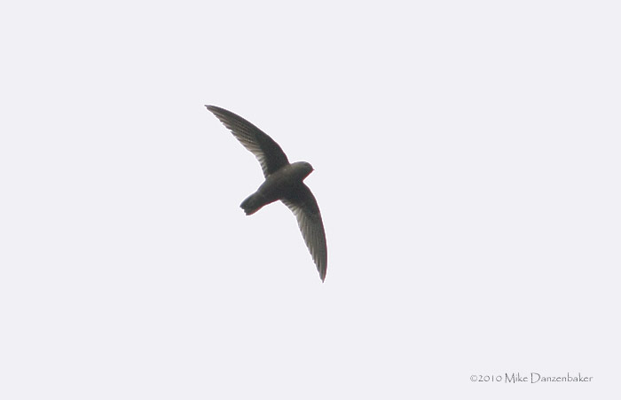 Spot-fronted Swift (Cypseloides cherriei) photo