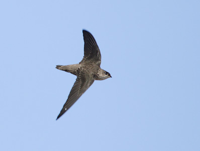 Vaux's Swift (Chaetura vauxi) photo