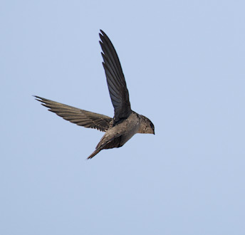 Vaux's Swift (Chaetura vauxi) photo