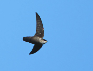 Vaux's Swift (Chaetura vauxi) photo image