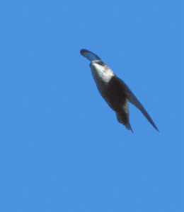 Vaux's Swift (Chaetura vauxi) photo image