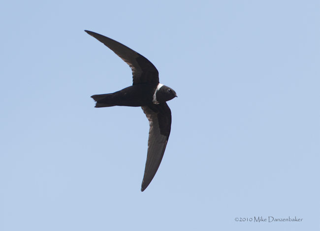 White-collared Swift (Streptoprocne zonaris) photo