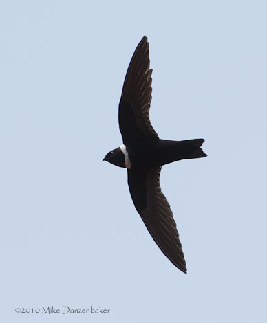 White-collared Swift (Streptoprocne zonaris) photo