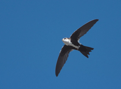 White-throated Swift (Aeronautes saxatalis) photo image