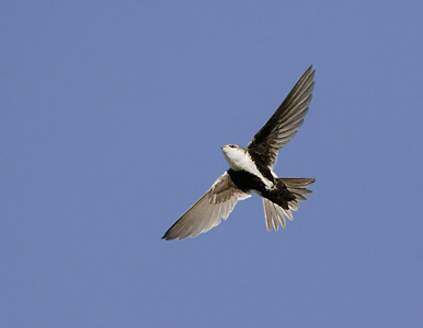 White-throated Swift (Aeronautes saxatalis) photo
