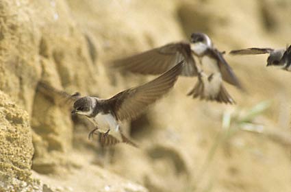 Bank Swallow (Riparia riparia) photo image