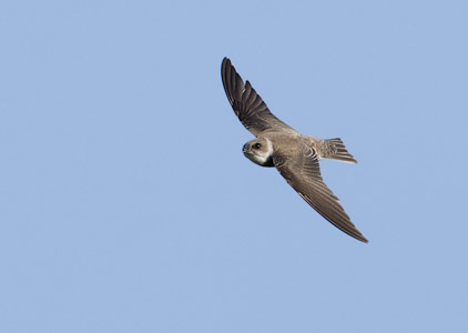 Sand Martin (Riparia riparia) photo