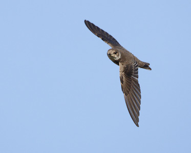 Sand Martin (Riparia riparia) photo